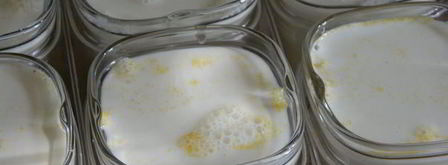 йогурт с мандаринами и киви в йогуртнице. Шаг 6