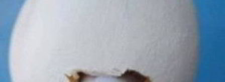 лебеди из конфет. Шаг 6