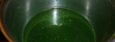 тортеллини из зеленого теста с начинкой из креветок и кремом из редьки. Шаг 2