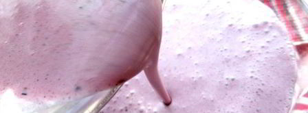 прохладный коктейль из мороженого с черникой. Шаг 11