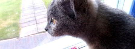 прохладный коктейль из мороженого с черникой. Шаг 15