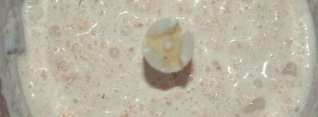 праздничный цукотто из форели с нежнейшим креветочным муссом, огурцом и сливочным кремом. Шаг 8