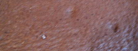 шоколадный рулет с черничным муссом. Шаг 5