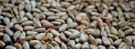 творожный мусс с яблочным соусом. Шаг 4