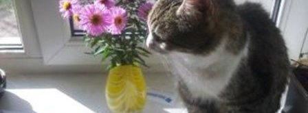 десерт тирамису. Шаг 3