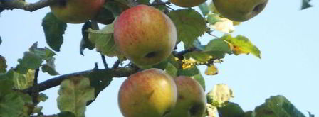 яблочно-мятное желе. Шаг 14