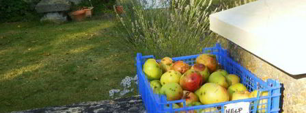 яблочно-мятное желе. Шаг 15