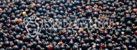 желе из черной смородины. Шаг 2