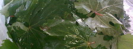 долма из копченой рыбы. Шаг 10