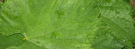 долма из молодых виноградных листьев с начинкой из смешанного фарша. Шаг 2