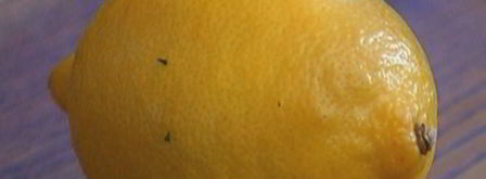 долма с кускусом и вялеными помидорами. Шаг 9