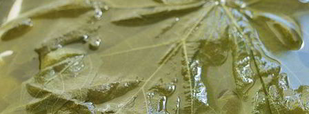 голубцы в виноградных листьях. Шаг 3