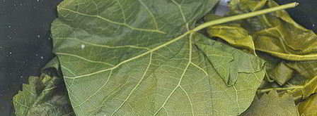 голубцы в виноградных листьях. Шаг 10