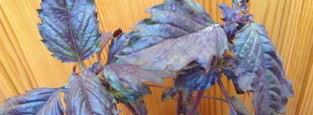 овощная долма. Шаг 5