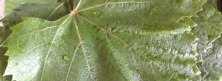 овощная долма. Шаг 7