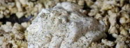 грибы фаршированные. Шаг 8