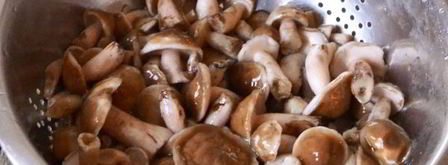 маслята жареные в сметане. Шаг 5