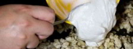 шампиньоны, фаршированные курицей и сыром. Шаг 6