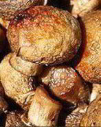 Шампиньоны на мангале