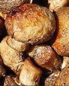 Шампиньоны на мангале