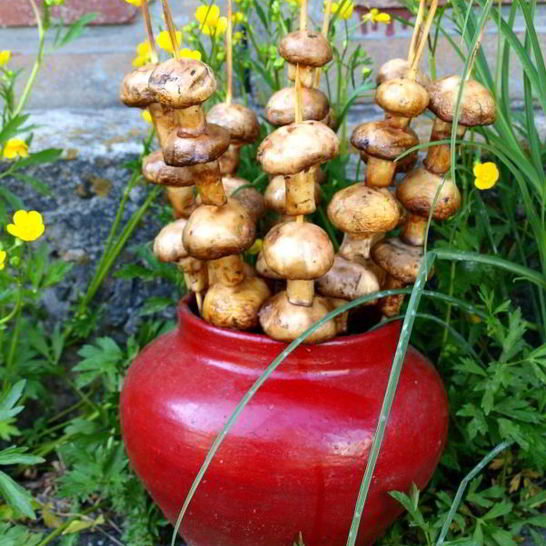 Рецепт шампиньонов на шпажках на мангале