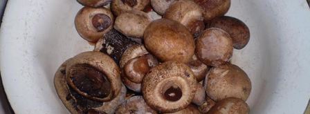 шампиньоны по-итальянски. Шаг 8