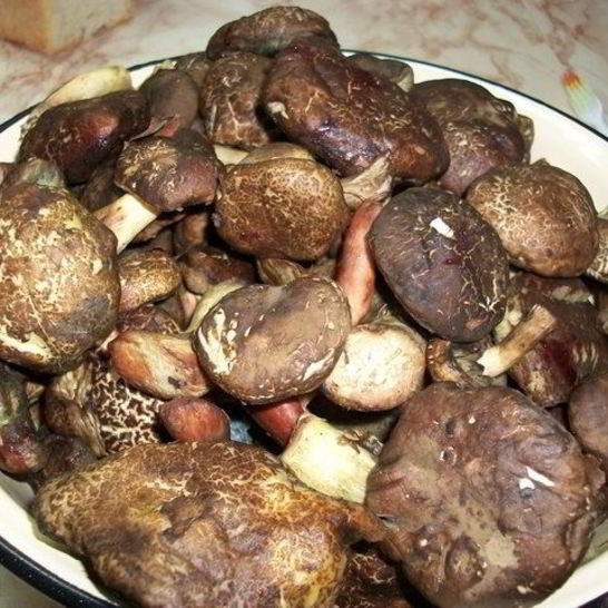 Рецепт тушеных моховиков