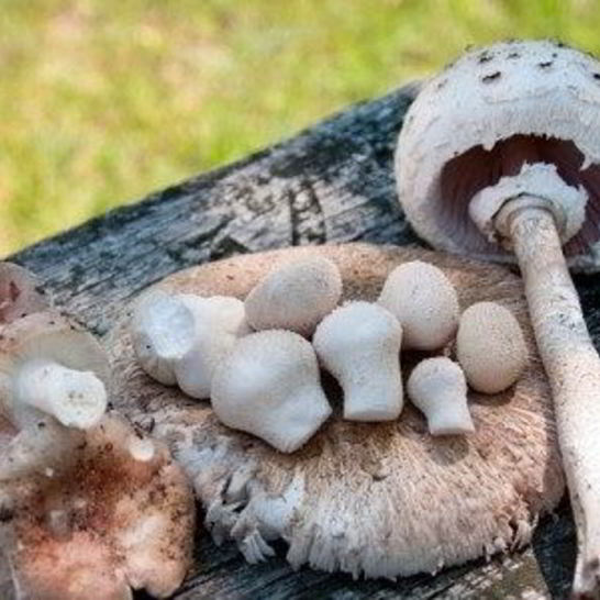 Рецепт тушеных зонтиков