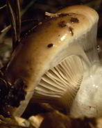 Жаренные грибы мокрухи еловые