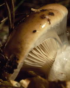 Жаренные грибы мокрухи еловые