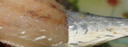 рыбные котлеты из путассу. Шаг 2