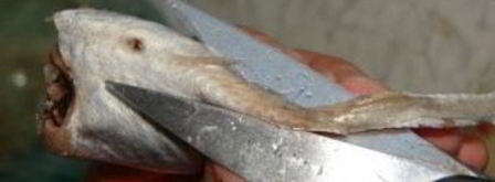 рыбные котлеты из путассу. Шаг 3