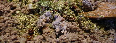 лазанья по-турецки. Шаг 10