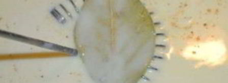 лазанья со шпинатом. Шаг 5