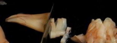 паста с каракатицей. Шаг 2