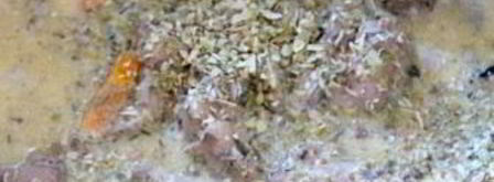 печень куриная с молоком. Шаг 6