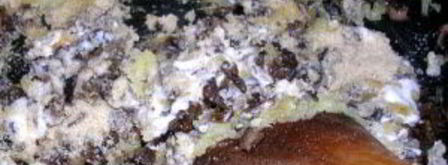 польские пельмени ушки. Шаг 3