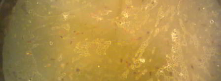 рагу из свинины с яблоками. Шаг 7