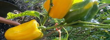 куриный шашлычок по-карибски с манговой сальсой. Шаг 3