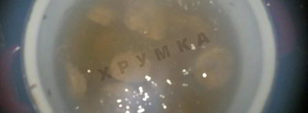 шашлык из бычьих яиц в духовке. Шаг 9