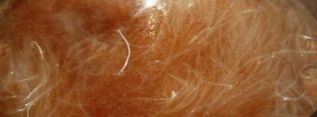 фунчоза с говяжьими тефтельками и овощами. Шаг 7