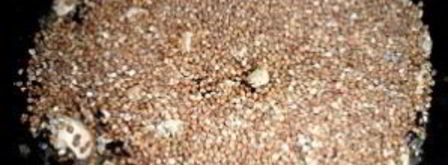 гречка с курицей и грибами. Шаг 3