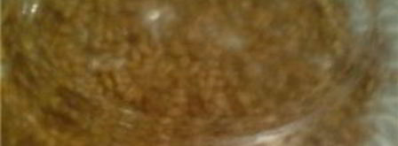 каша из проросшей пшеницы. Шаг 2