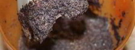 кутья в скороварке. Шаг 3