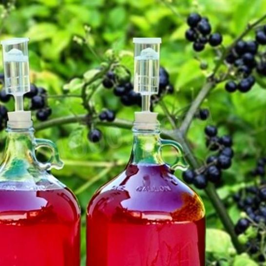 Рецепт домашнего вина из санберри