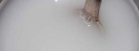 кисель из ревеня. Шаг 4