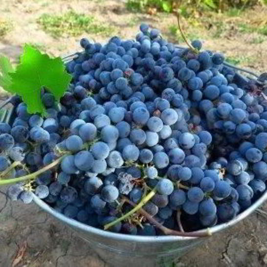 Рецепт виноградного вина