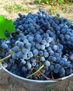 Виноградное вино