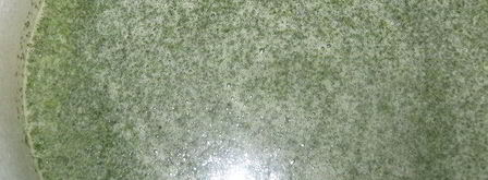 зеленый мятный сироп. Шаг 4