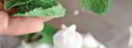 соус из йогурта с мятой и анчоусами. Шаг 2